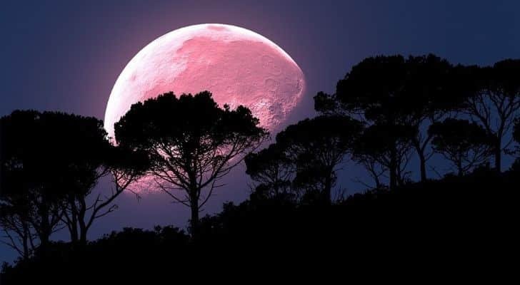 A full pink moon seen behind some trees in the dark