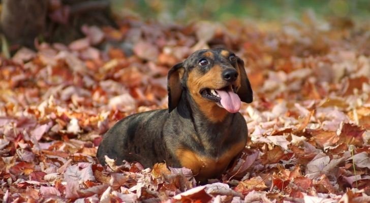 A dachshund dog