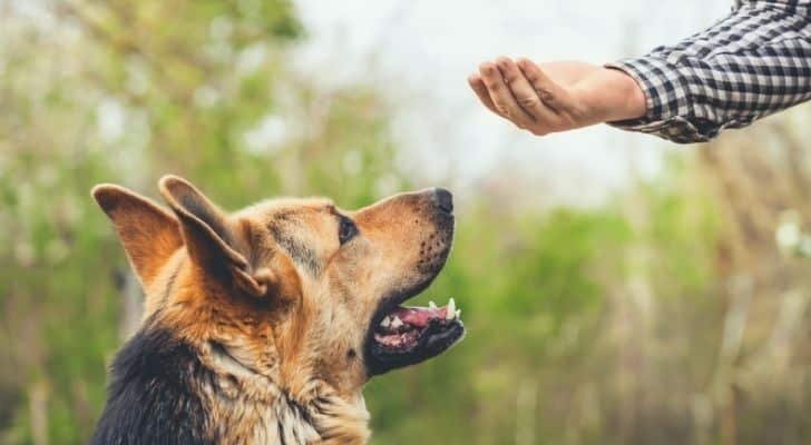 A German Shepherd looking at his master