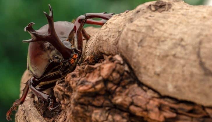 A closeup of a Japanese Rhinoceros beetles