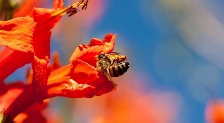 A bee perched on a flower.