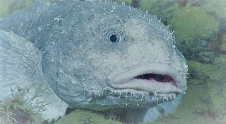 Blobfish don't have a swim bladder