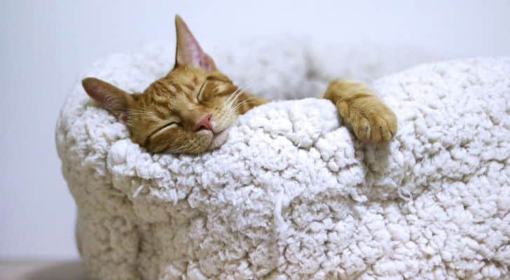 A cat asleep in it's own cat bed