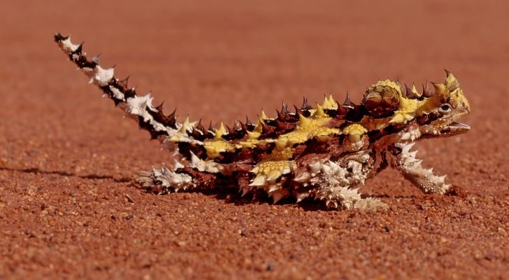 A black and yellow thorny devil crawling through the desert