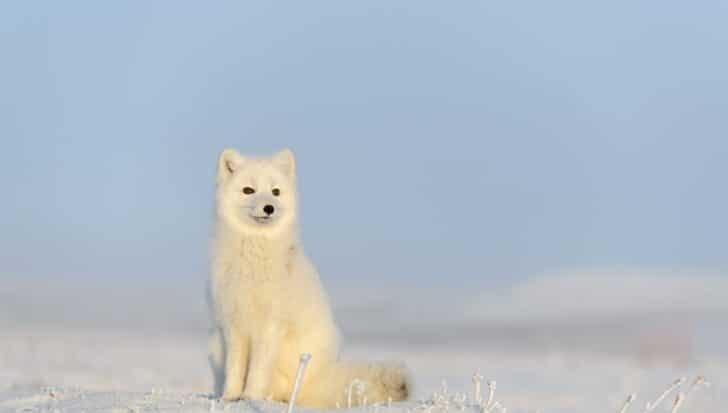 Arctic fox standing in a snowy landscape with a clear blue sky