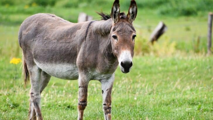 A donkey stands in a grassy field