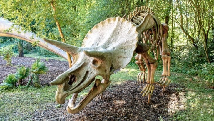 Triceratops skeleton in a forest setting with a focus on its large head