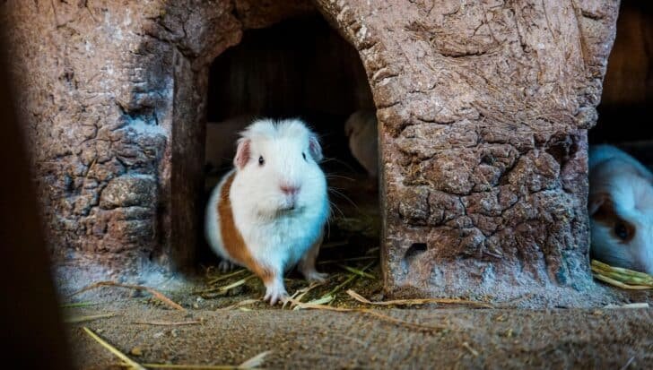A guinea pig with white and brown fur stands at the entrance of a small brick structure, part of a festival in Huacho, Peru.