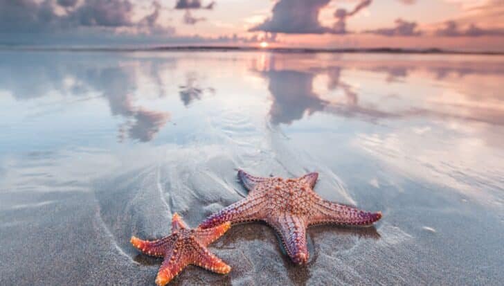 Two starfish resting on a sandy beach with a colorful sunset in the background