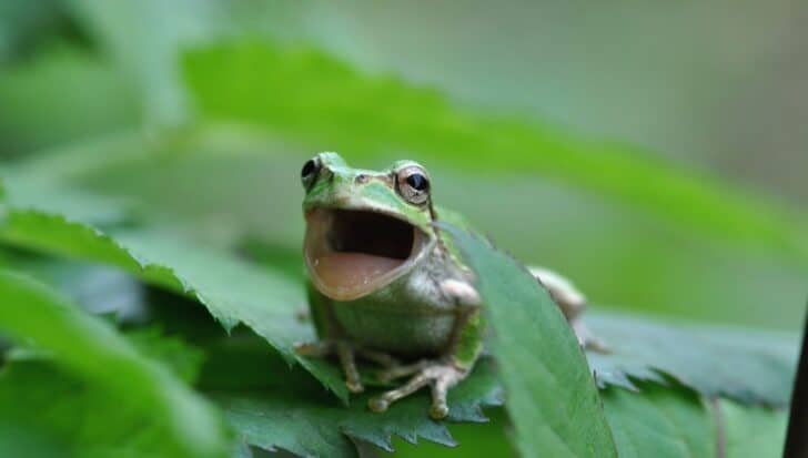 A frog sitting on a leaf with its mouth open, highlighting its vocal ability