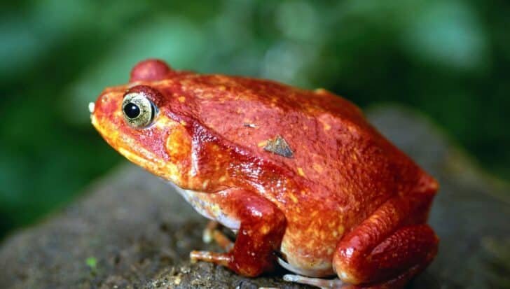 Brightly colored frog with red and orange hues sitting on a rock