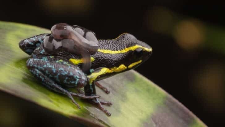 A colorful frog with yellow and blue markings carrying tadpoles on its back, showcasing a unique way of protecting its young