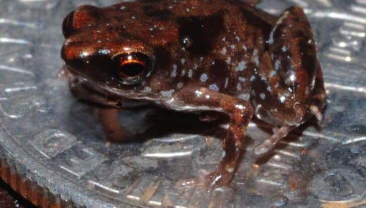 A tiny frog sitting on a US penny, illustrating its small size