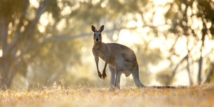 21 Weird Facts About Australian Animals For Kids