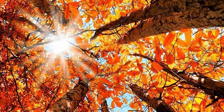 Why Do The British Say “Autumn” Instead of “Fall”?