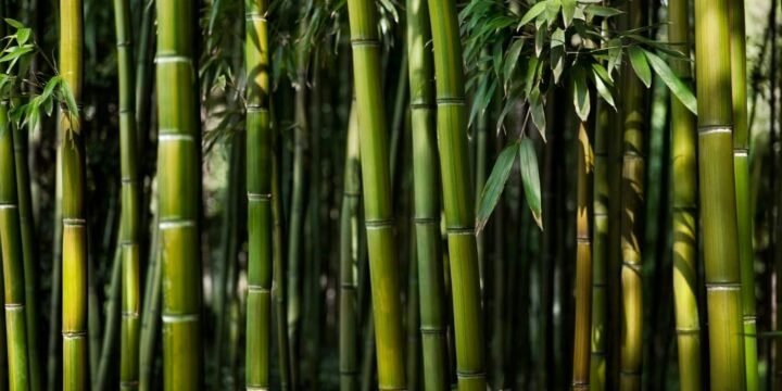 25 Bendy Facts About Bamboo That You Might Not Know