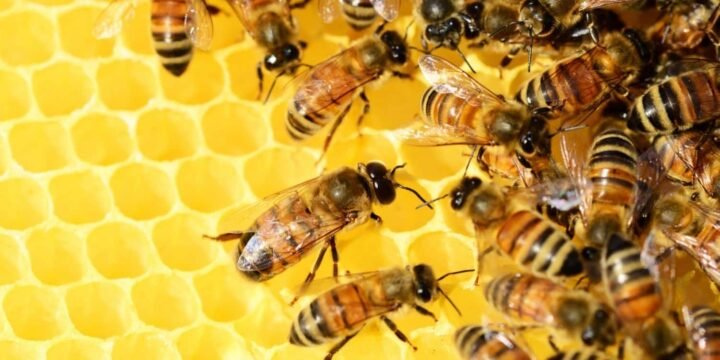 31 Buzzing Facts About Bees You Won’t Beelieve