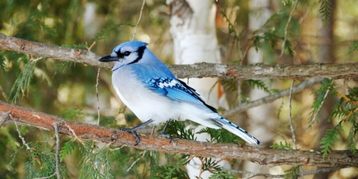 9 Fascinating Facts About Blue Jay Birds