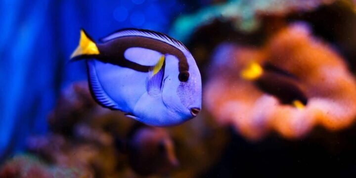9 Fun Facts About Blue Tang Fish