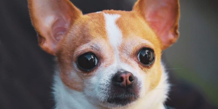 10 Chill Facts About Chihuahuas That You Should Know