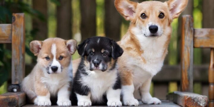 12 Captivating Facts About Corgis That You Should Know