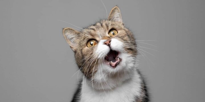 Do Cats Really Have Nine Lives?