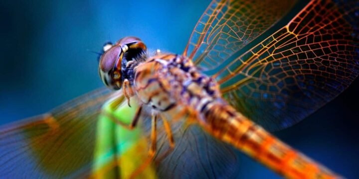15 Awesome Facts About Dragonflies