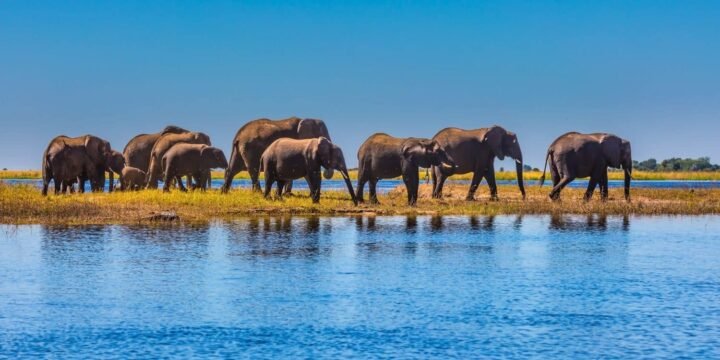 World Elephant Day | August 12