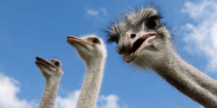 10 Fun Facts About Flightless Birds
