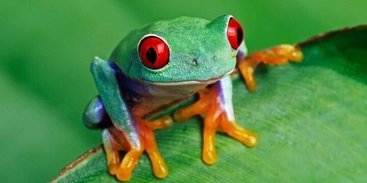 15 Fabulous Facts About Frogs That You Should Know