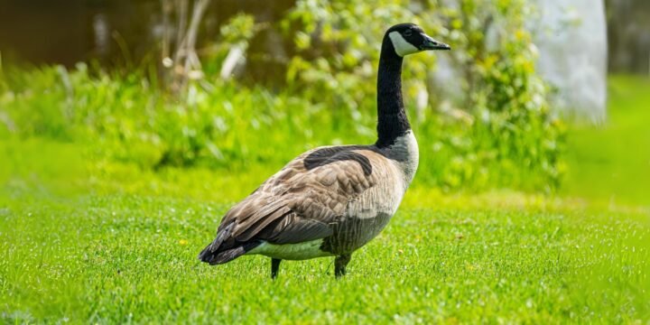 15 Fascinating Facts About Geese You Should Know