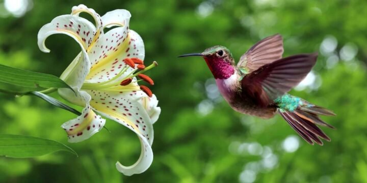 10 Helpful Facts About Hummingbirds
