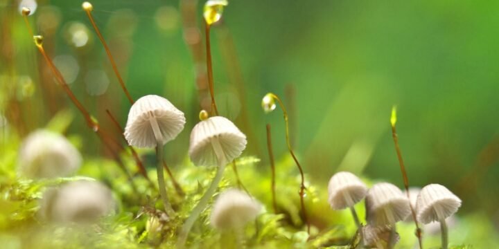 30 Magical Facts About Mushrooms That’ll Make You A Fungi