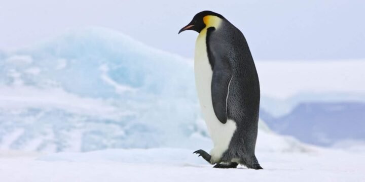 Penguin Awareness Day | January 20