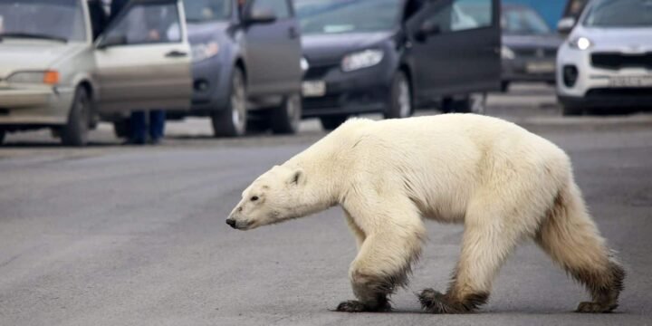 The Mass Polar Bear Invasion Of Russia