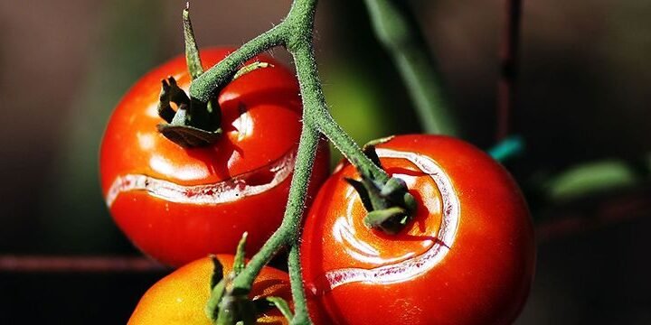The Bizarre Salem Tomato Trials