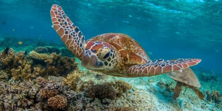 9 Satisfying Facts About The Sea Turtle