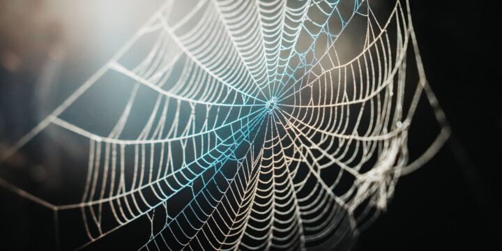 8 Surprising Facts About Spider Webs That You Didn’t Know