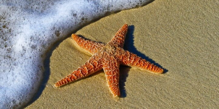 13 Fun Facts About Starfish That You’ve Probably Never Heard