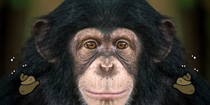 Why Do Chimpanzees Throw Poop?