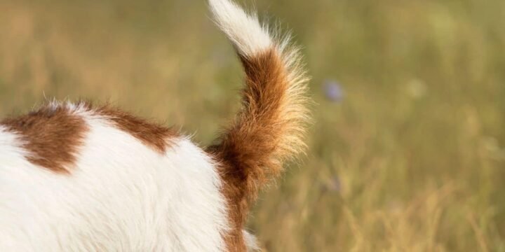 Why Do Dogs Wag Their Tails?